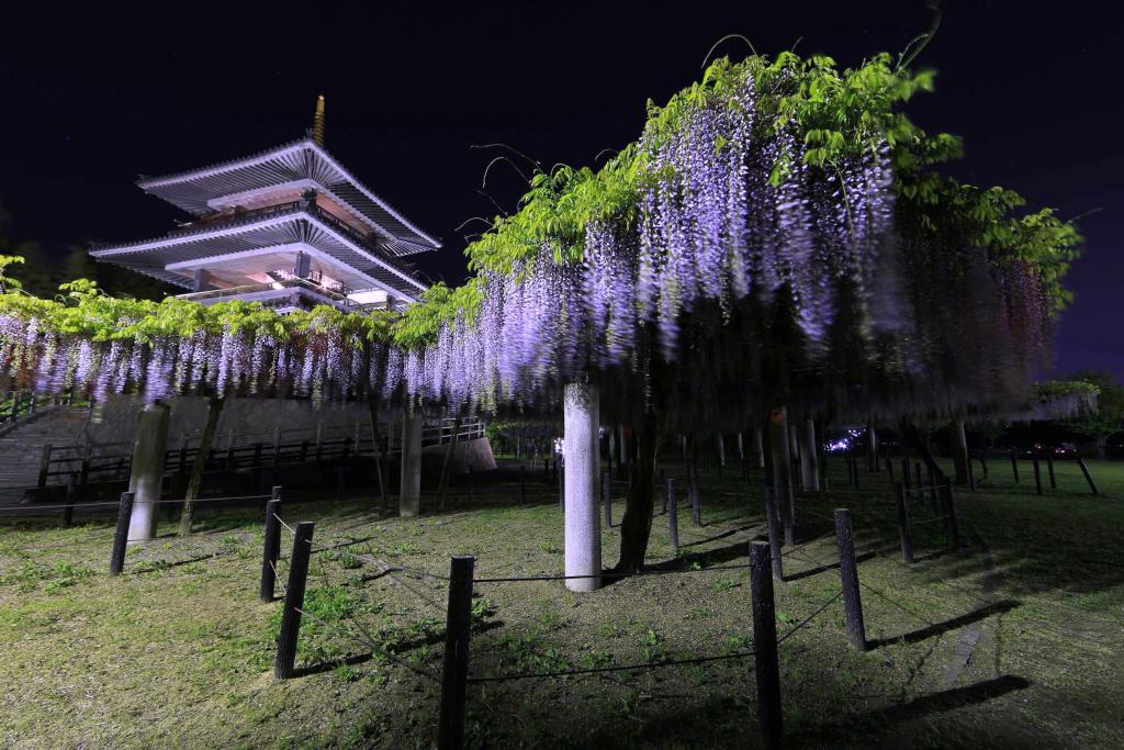 吉祥寺公園に咲く藤