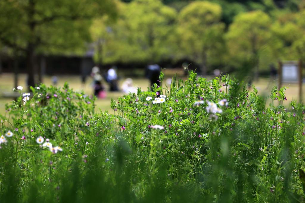 山田緑地