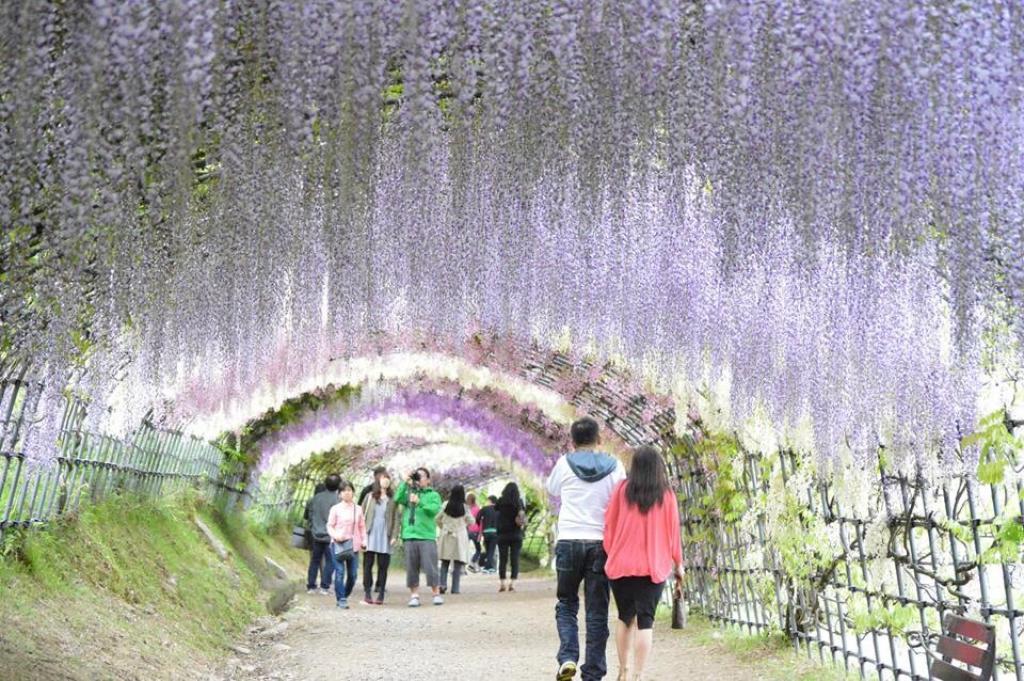 賑わう河内藤園