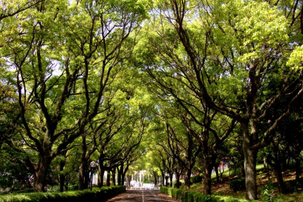 昼下がりの桃園公園