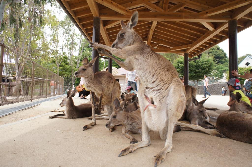 グリーンパーク（ひびき動物ワールド（カンガルー広場））