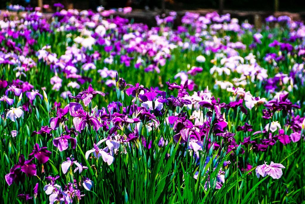 夜宮公園の花菖蒲