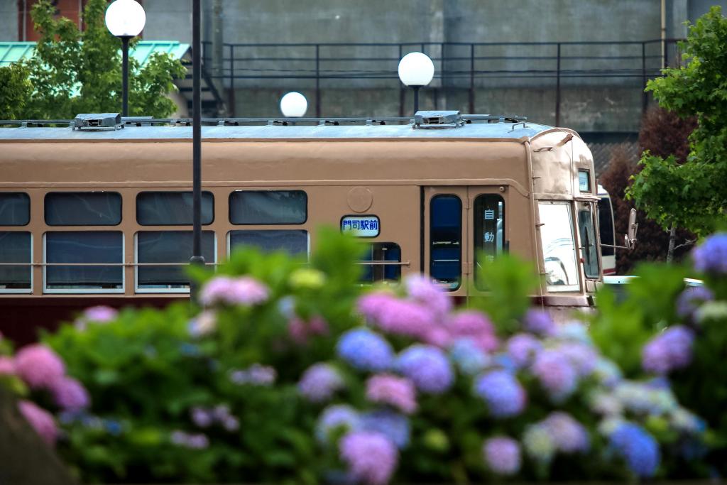 あじさいと路面電車