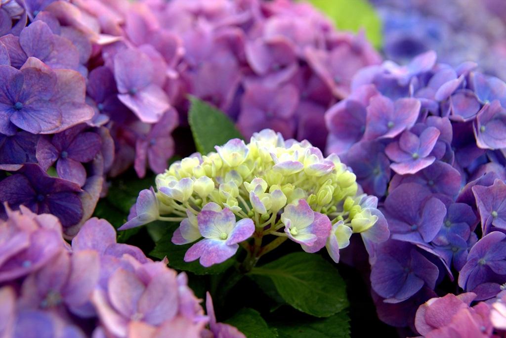 高塔山公園（紫陽花）