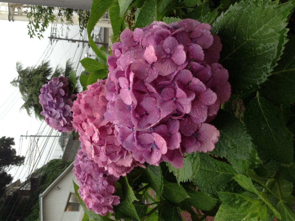 雨に濡れた紫陽花