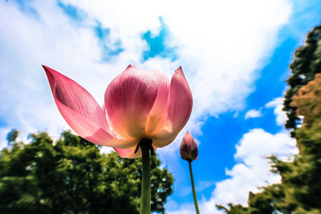 白野江植物公園