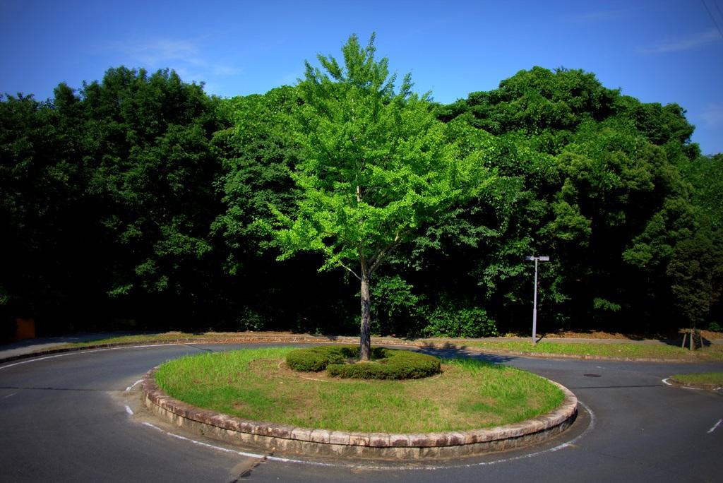 瀬板の森の散歩道