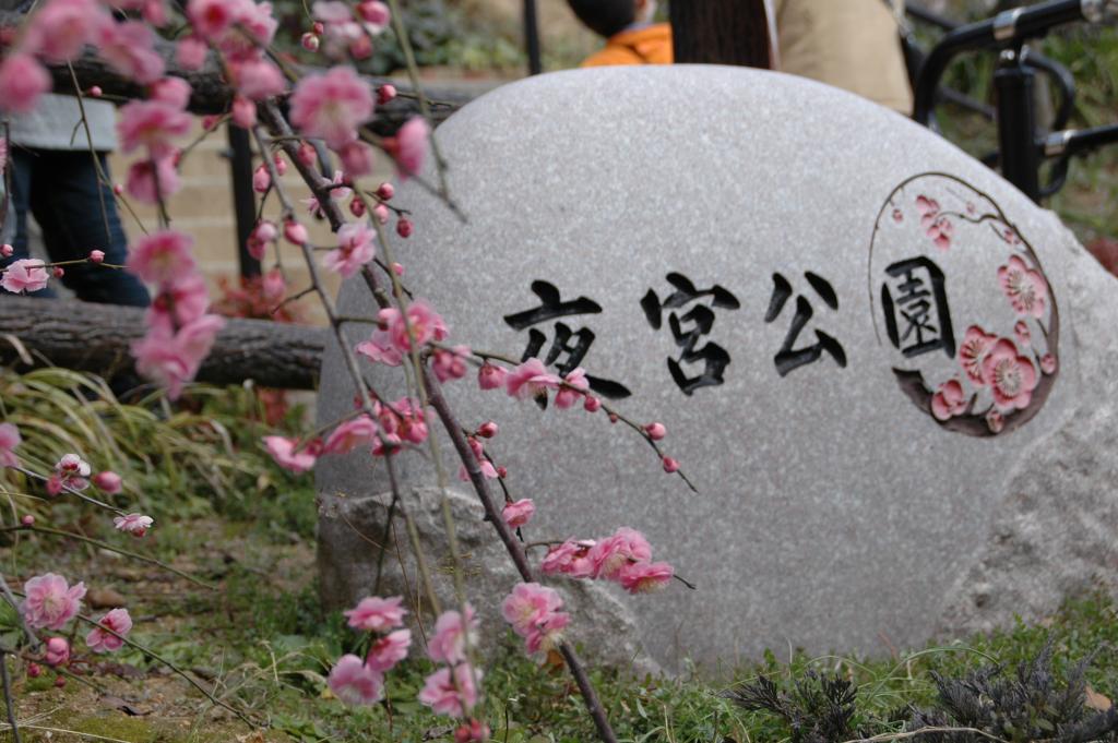 梅の花に小鳥(夜宮公園）