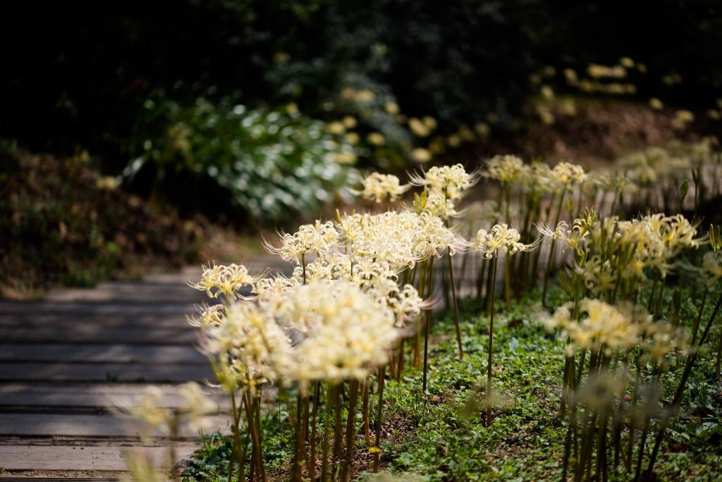 白野江植物公園