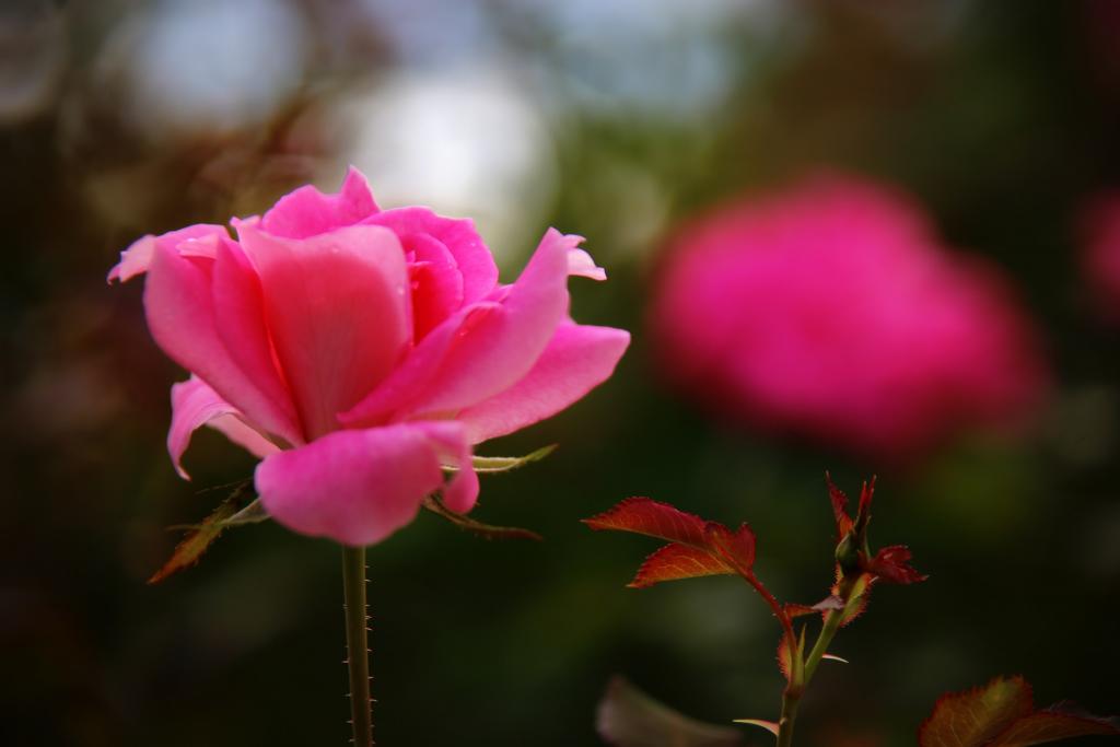 薔薇の様子