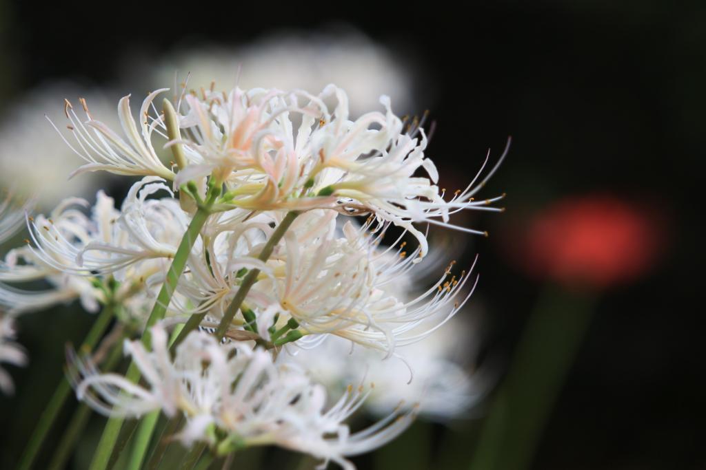 白野江植物公園