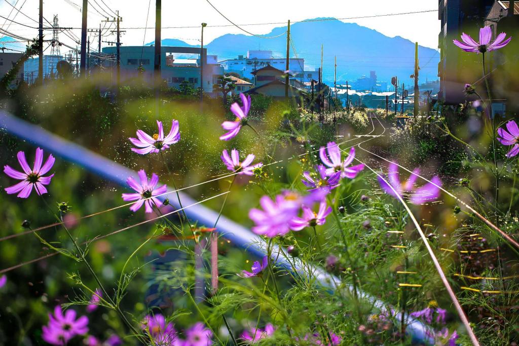 石田駅の秋桜