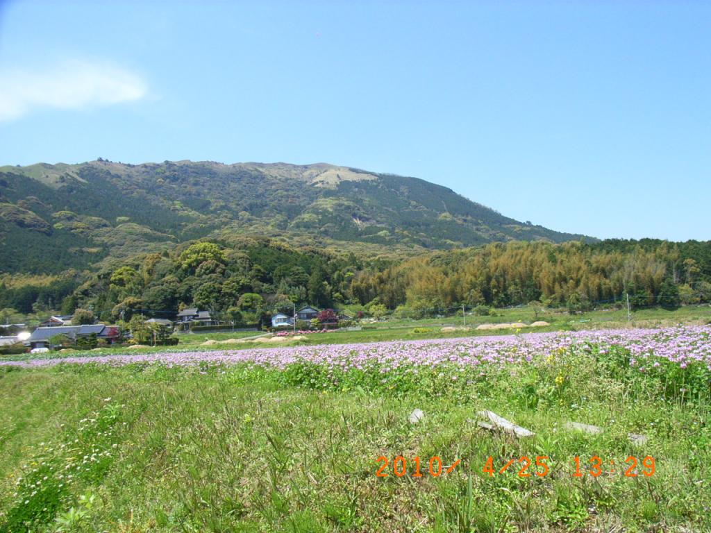 行橋市福丸　４月の28号線