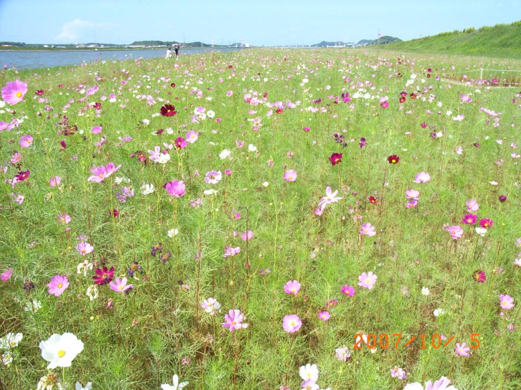 遠賀川河畔のコスモス