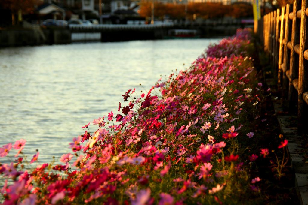 金山川の秋桜（夕景）