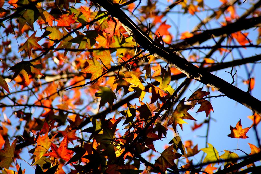 瀬板の森の紅葉