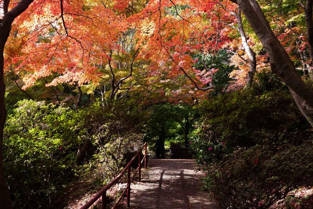 紅葉の季節