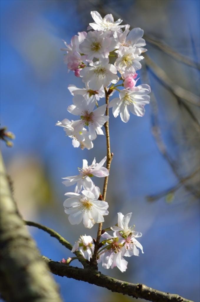 門司　白野江植物公園