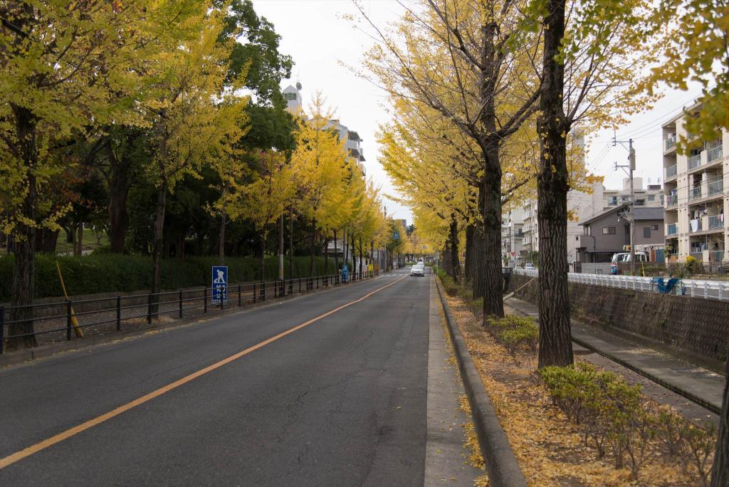 宮川のイチョウ並木