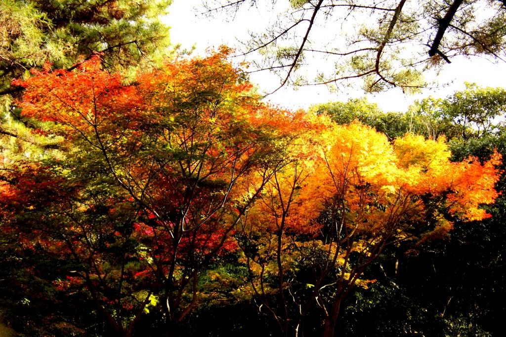 足立公園（紅葉）