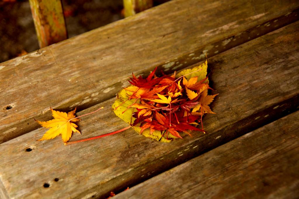 紅葉狩り