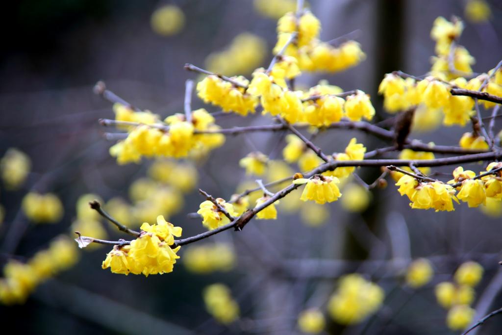 蝋梅・桜に春を感じて