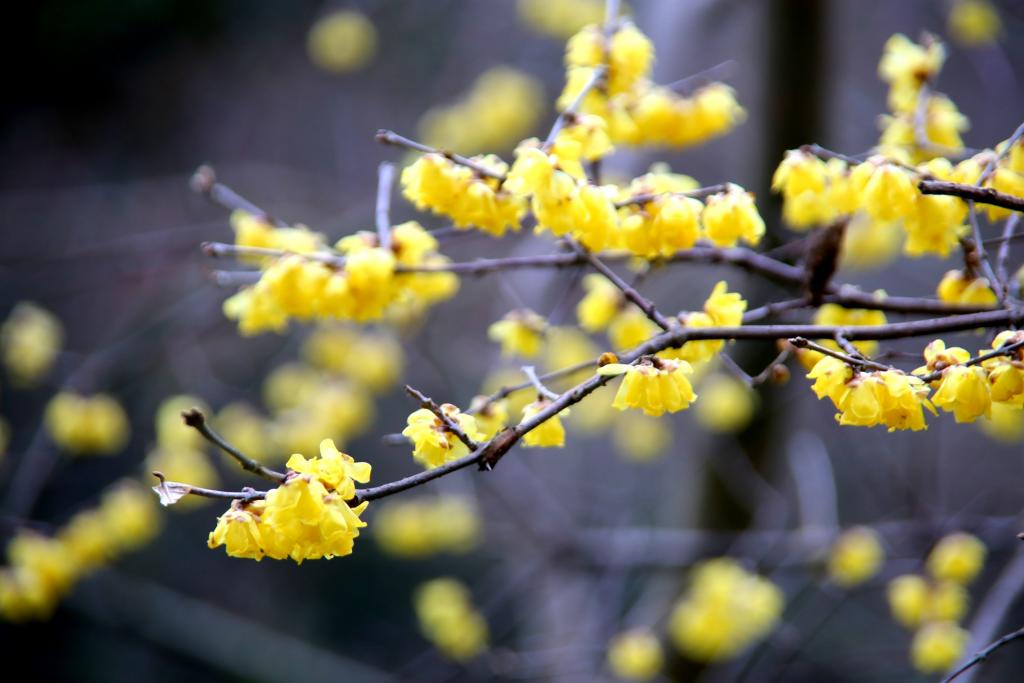 蝋梅・桜に春を感じて