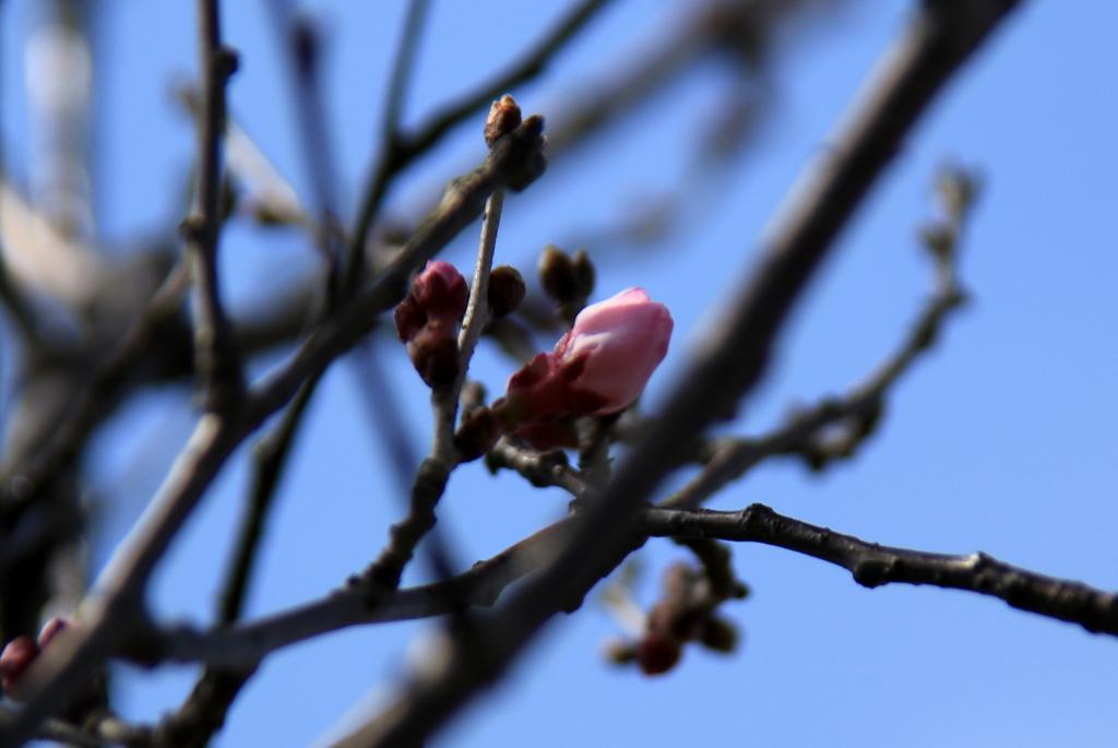 金山川の桜(2015)