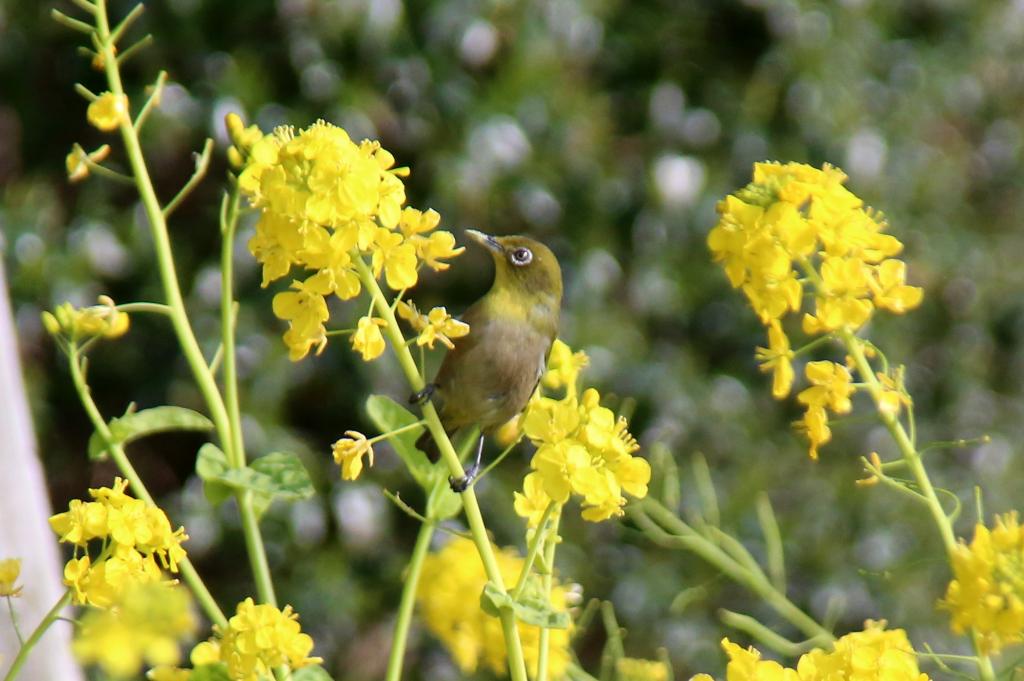 東田岸壁の菜の花