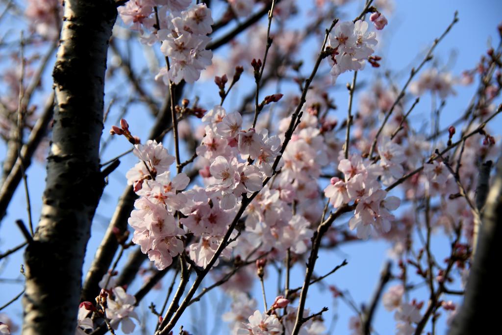 金山川の開花一番桜