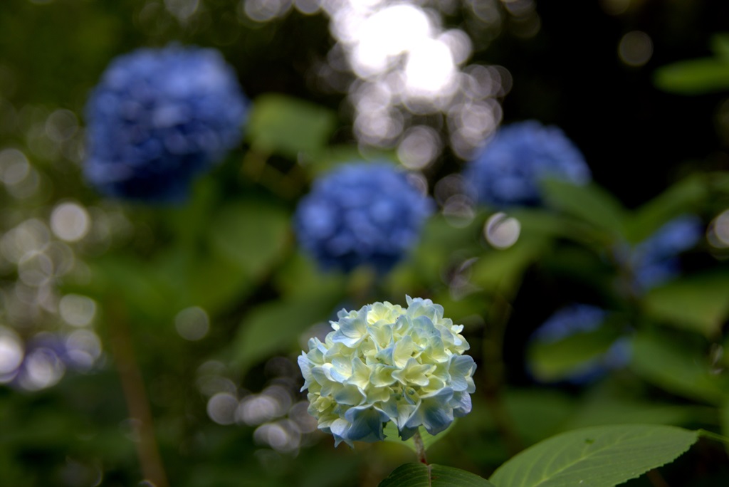 高塔山公園 紫陽花 常設展示室 北九州市 時と風の博物館