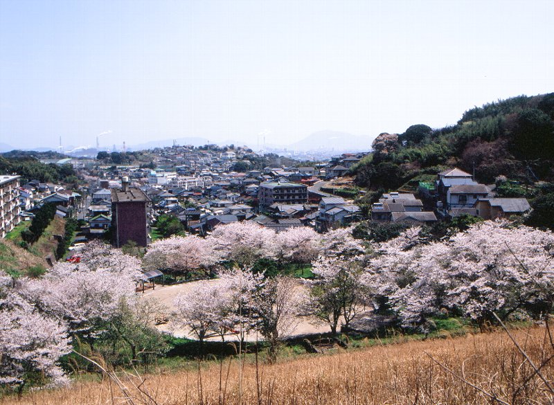 菖蒲谷貯水池の桜|常設展示室|北九州市 時と風の博物館