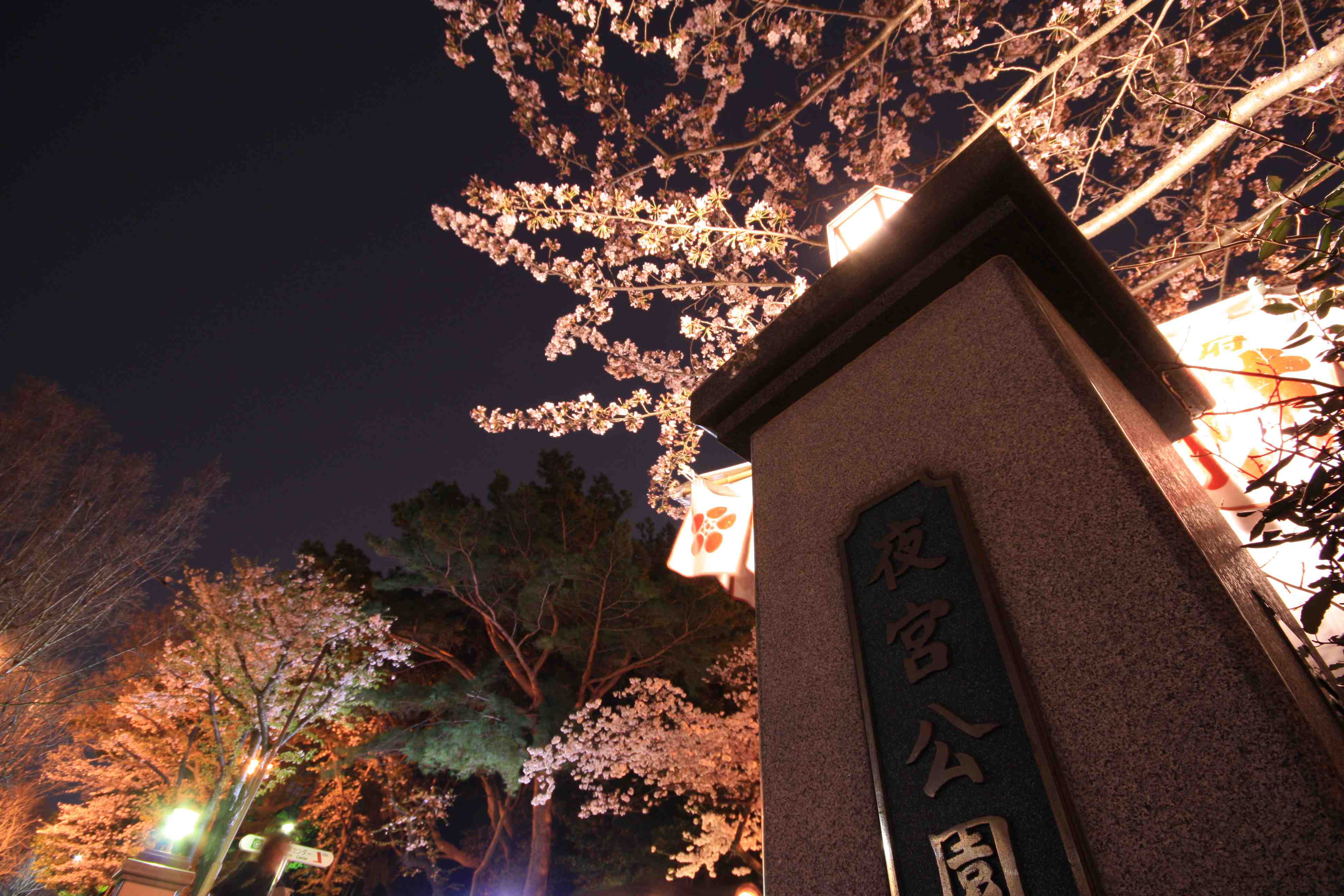 夜宮公園の夜桜 常設展示室 北九州市 時と風の博物館
