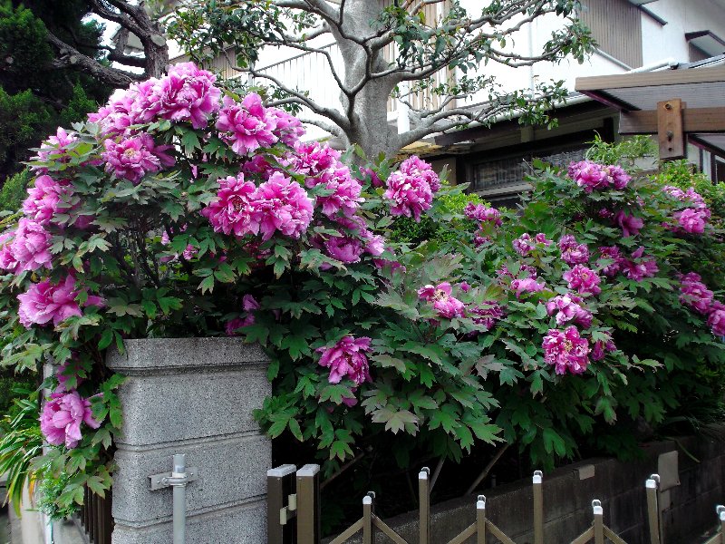安西 大、花の咲く風景 -牡丹-、超希少額装用画、新品額装付