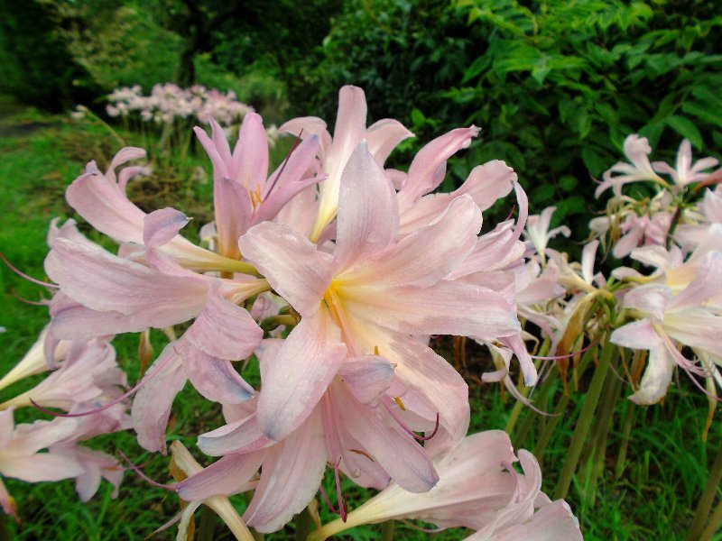 彼岸花 黄色の彼岸花と変わり種 | zshinの週イチ