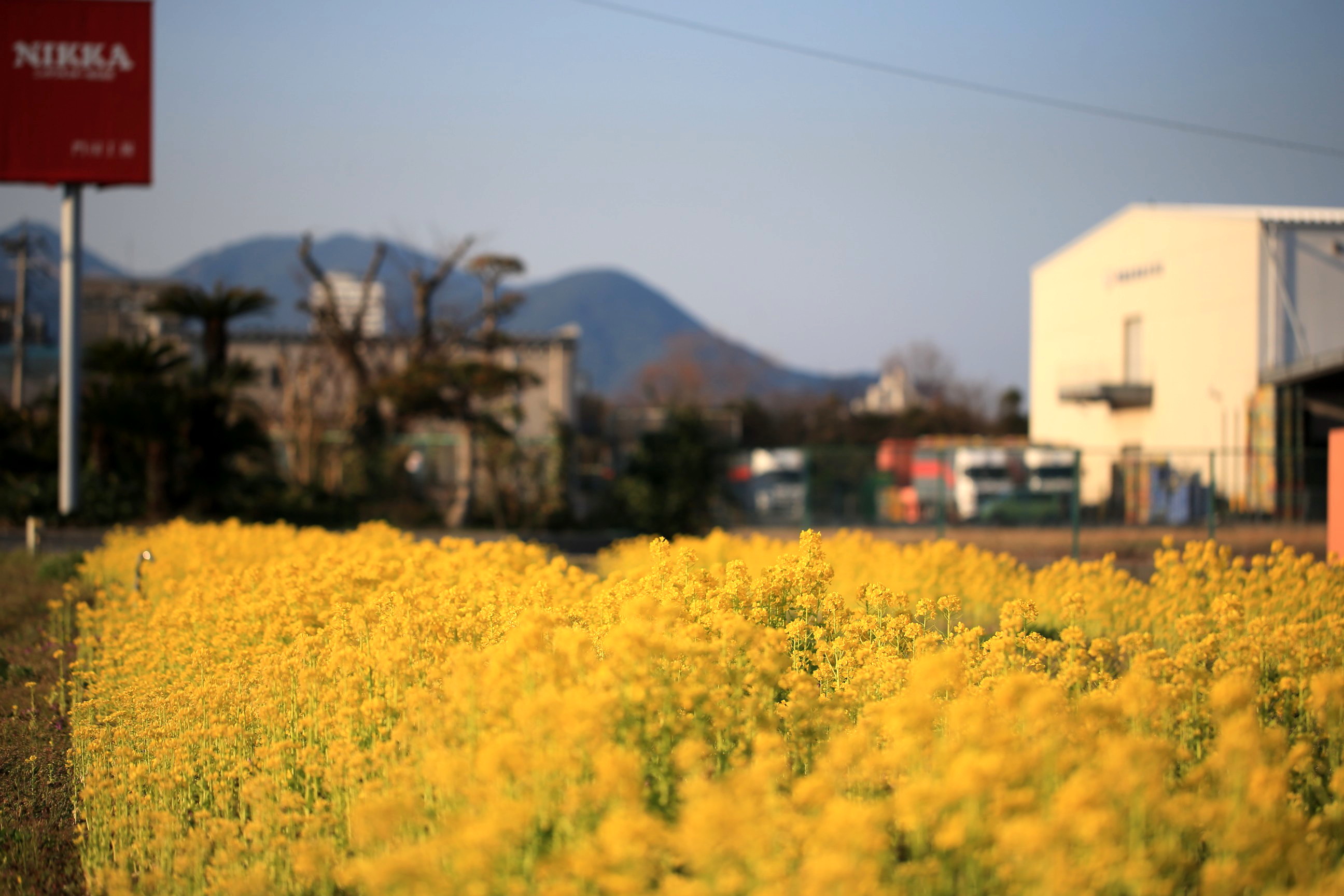 赤レンガ倉庫と菜の花|常設展示室|北九州市 時と風の博物館