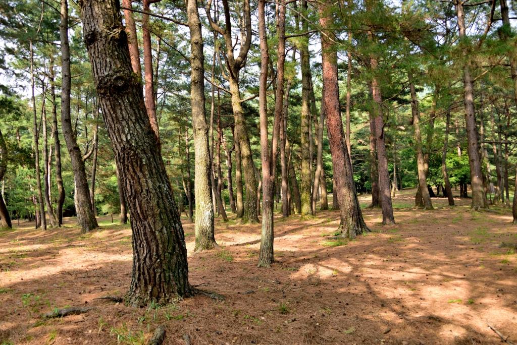 森林浴の森100選の赤松林 常設展示室 北九州市 時と風の博物館