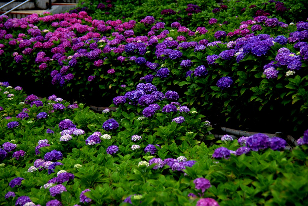 高塔山公園 紫陽花 常設展示室 北九州市 時と風の博物館